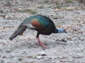 Ocellated turkey